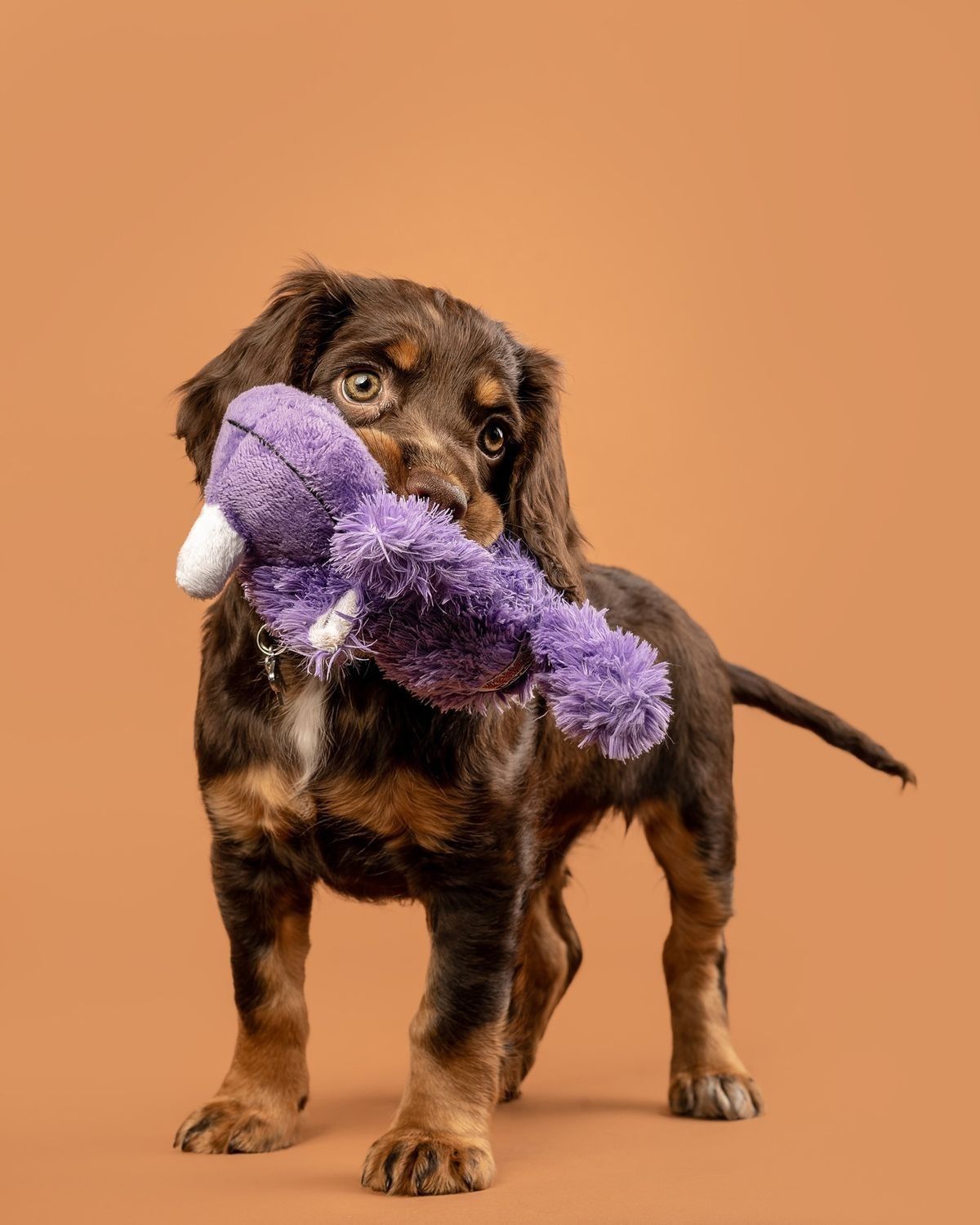 Squeaky Dog Toys (Set of 4)